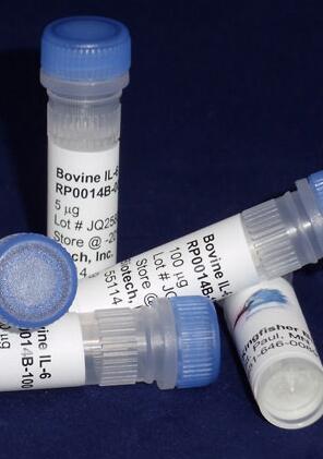 牛 IL-6 重組蛋白