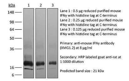 體內(nèi)單克隆抗體抗小鼠IFNγ