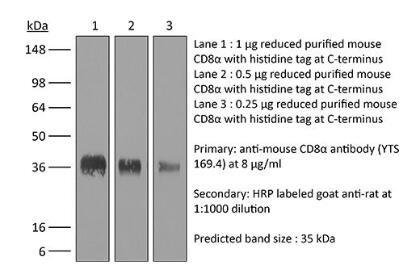 anti-mouse CD8α.jpg