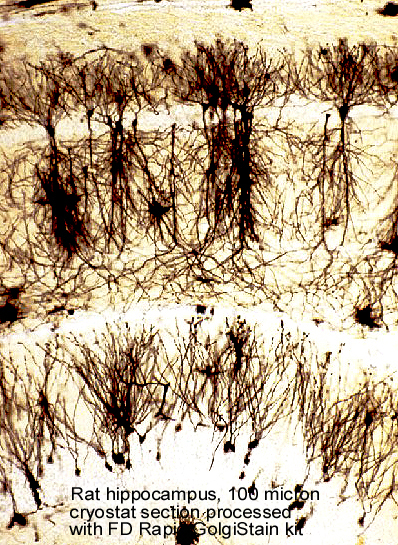 FD RapidGolgiStainTM Kit