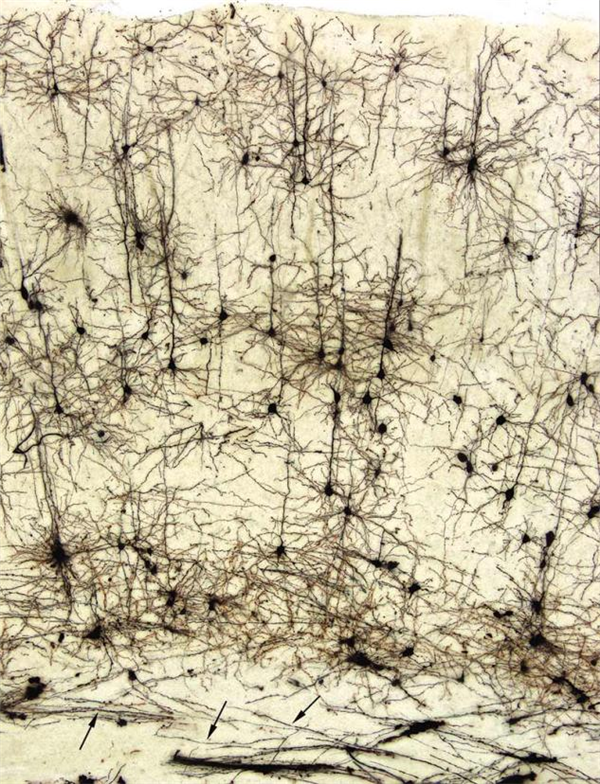 FD RapidGolgiStainTM Kit