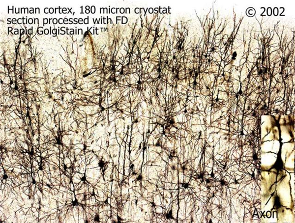 FD RapidGolgiStainTM Kit