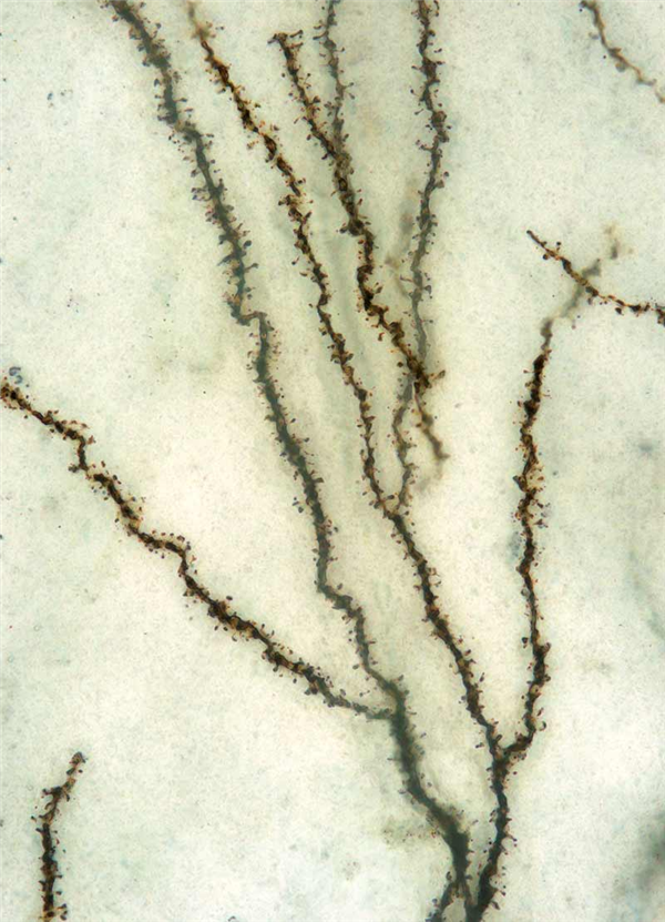 FD RapidGolgiStainTM Kit