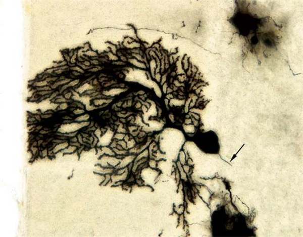 FD RapidGolgiStainTM Kit