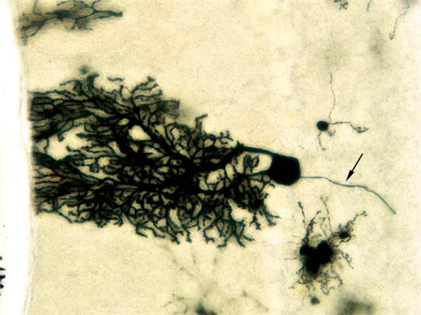 FD RapidGolgiStainTM Kit