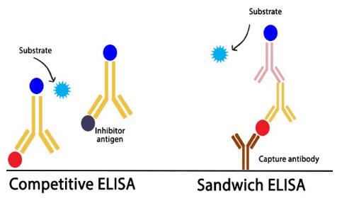 夾心法ELISA和競爭法ELISA
