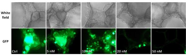si3D-Fect reagent.jpg
