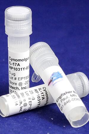 Cynomolgus Monkey IL-17A.jpg