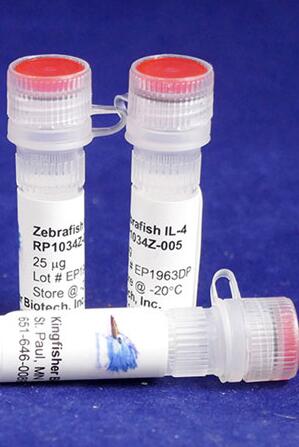Zebrafish IL-4.jpg
