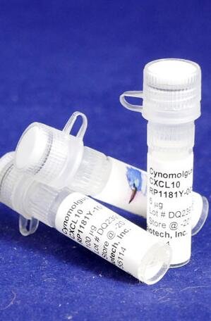 Cynomolgus Monkey CXCL10.jpg