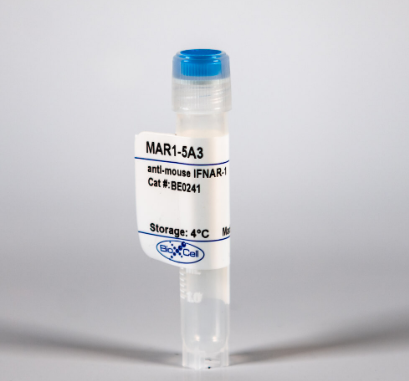 體內(nèi)單克隆抗體抗小鼠CTLA-4（CD 152）