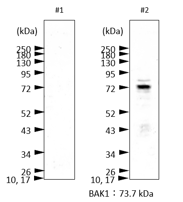 Application information.png