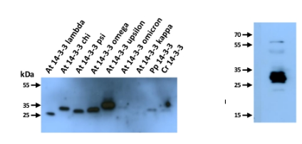 14-3-3 GRF |通用監(jiān)管要素應(yīng)用示例