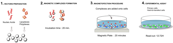 Magnetofection-1.png