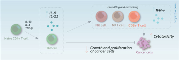 IL-1β如何用于細胞治療