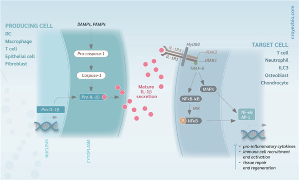 IL-1β在免疫系統(tǒng)的意義