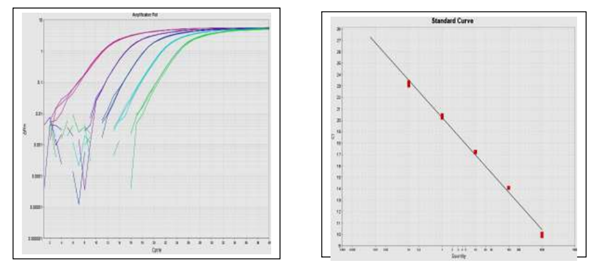 Real-Time PCR DNA-1.png