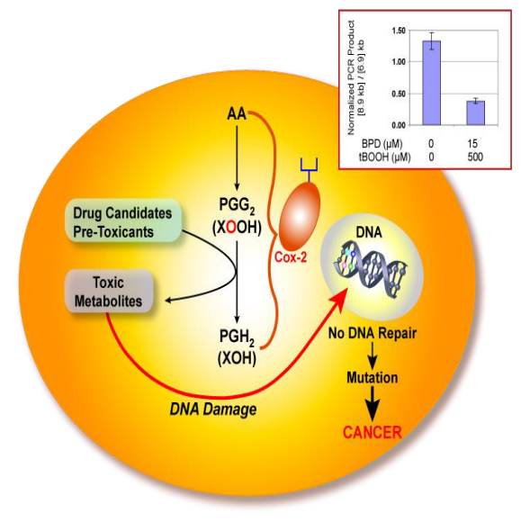 LQPCR DNA.png