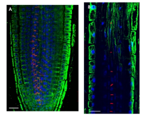ACT丨Actin (polyclonal).png