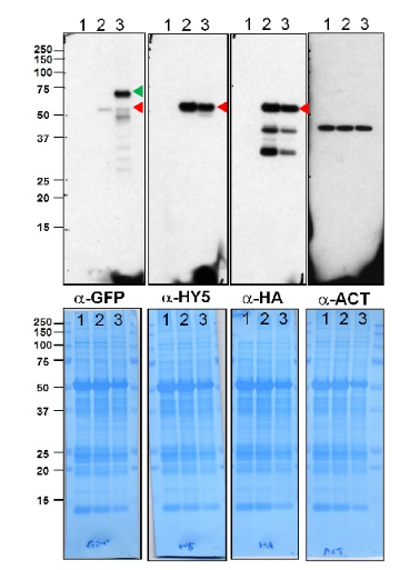 Protein long hypocotyl 5.png