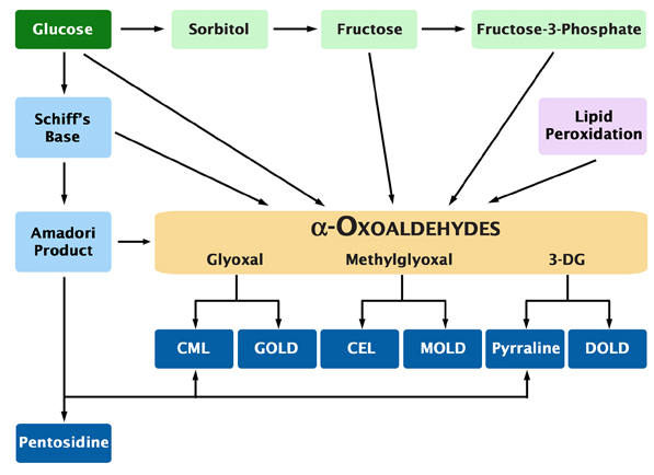 OxiSelect? AGE 競爭性 ELISA 試劑盒