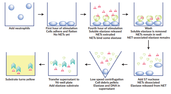 中性粒細胞胞外捕獲物（NET）檢測