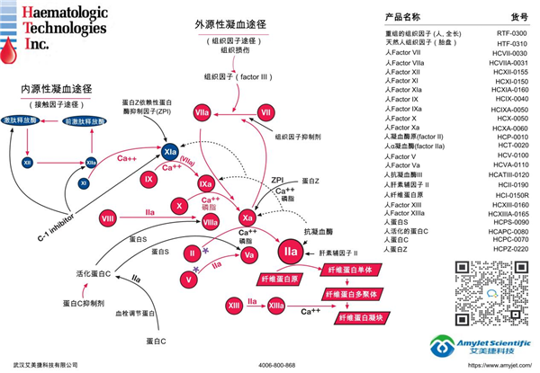 Coagulation pathway.png