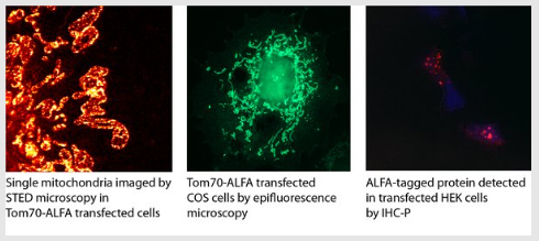 ALFA sdAb - N1505-Biotin,納米抗體