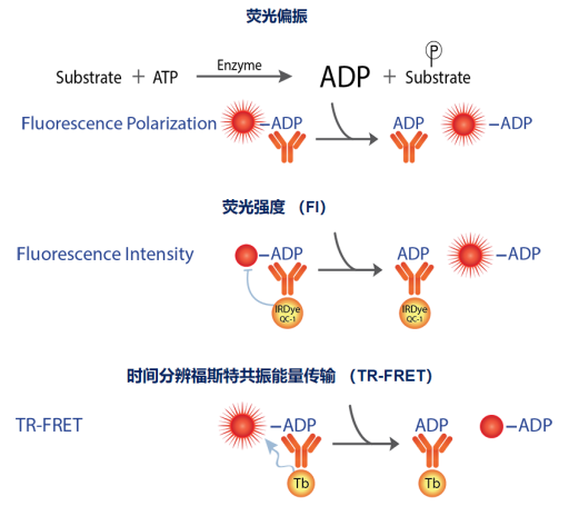  Transcreener ADP 2激酶檢測(cè)試劑盒