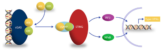 Transcreener cGAMP cGAS檢測試劑盒