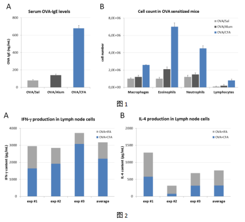 完全弗氏佐劑（CFA）