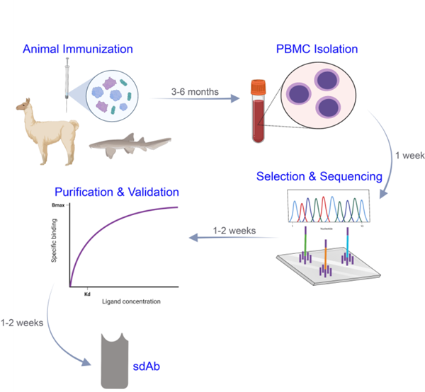低成本、短周期的開發(fā)流程用于發(fā)現(xiàn)源自駱駝、羊駝和鯊魚的納米抗體