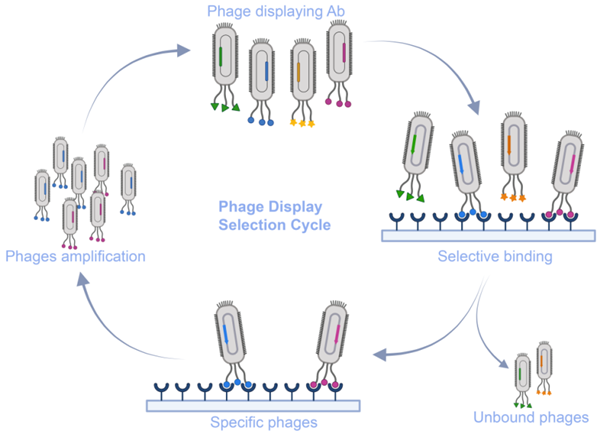 納米抗體噬菌體天然庫服務(wù)