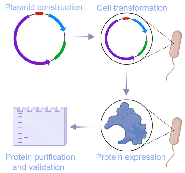 蛋白表達(dá)和純化服務(wù)