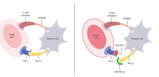 PD-1體內(nèi)抗體