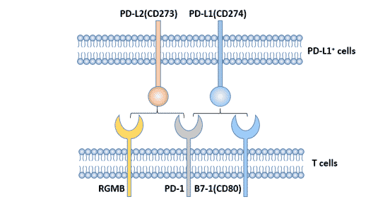 PD-L1體內(nèi)抗體