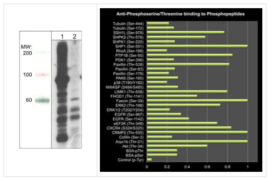 Anti-Phosphoserine/threonine Antibody磷酸抗體