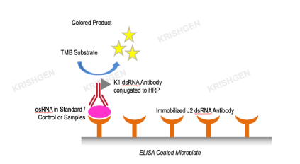 KRIBIOLISA Double-Stranded RNA (dsRNA) ELISA (J2 Based)
