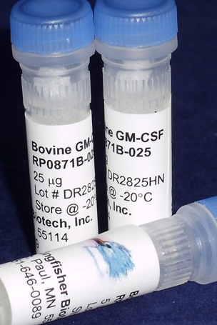 Bovine GM-CSF/Bovine GM-CSF (Yeast-derived Recombinant Protein) 重組蛋白