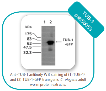 lectron microscopy 電子顯微鏡 