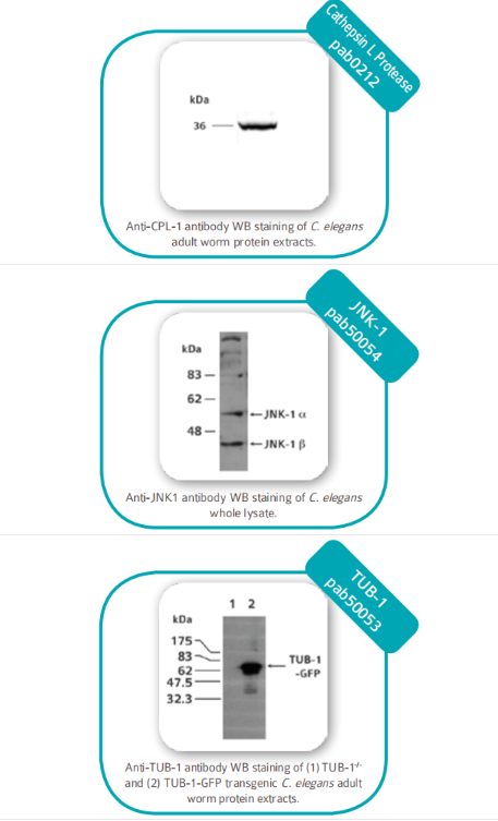 秀麗隱桿線蟲蛋白抗體