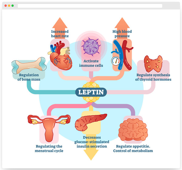 瘦素(Leptin)