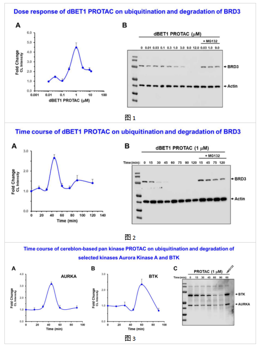 PROTAC檢測(cè)板試劑盒測(cè)定實(shí)例