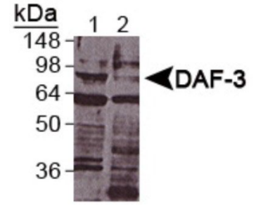 DAF-3抗體