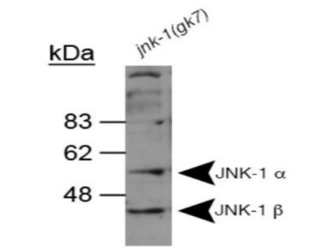 JNK1抗體