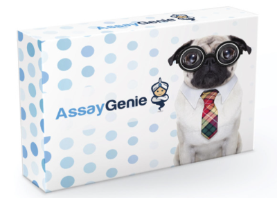 重組兔IL-13蛋白