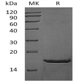 Assay Genie重組小鼠 FGF-2/FGFb 蛋白 (aa 154)