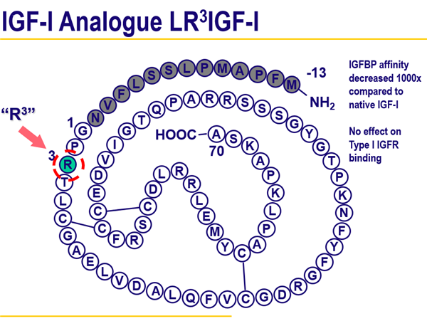 LR3 IGF-I的氨基酸結(jié)構(gòu)
