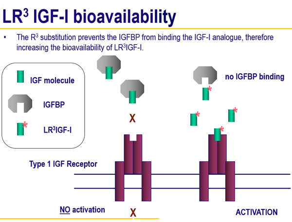 LR3 IGF-I的作用機(jī)理