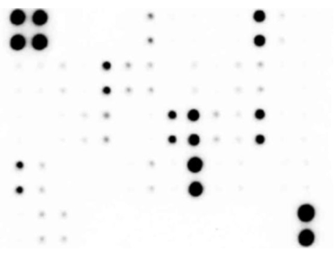 大鼠神經(jīng)發(fā)現(xiàn)陣列（19個(gè)靶點(diǎn)）